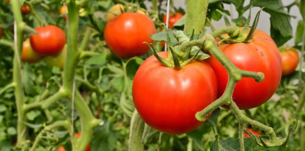 Tomate Emergencia agrícola por un virus detectado en Tomates
